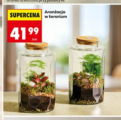 Aranżacja w terarium promocja w Biedronka