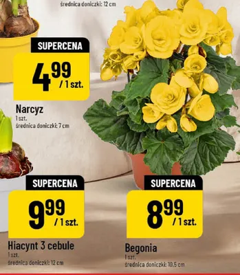 Begonia promocja w POLOmarket