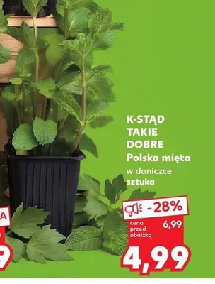 Mięta w doniczce K-Stąd Takie Dobre promocja w Kaufland