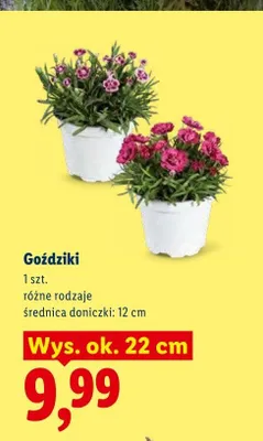 Goździki promocja w Lidl