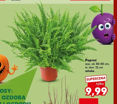 Paproć promocja w Kaufland