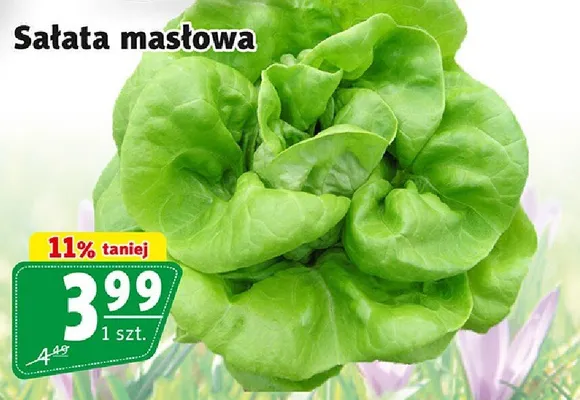 Sałata masłowa promocja w Prim Market