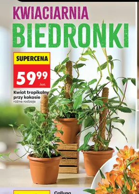 Kwiat tropikalny przy kokosie promocja w Biedronka