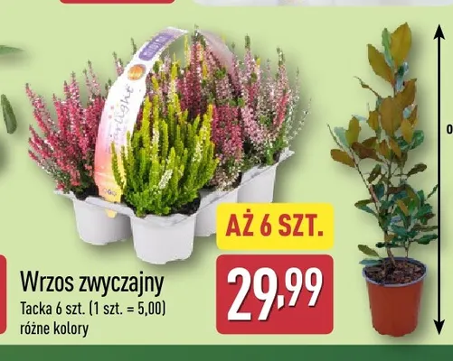 Wrzos zwyczajny promocja w Aldi
