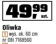 Oliwka wys. ok. 60 cm, wys. ok. 170 cm OBI promocja w OBI