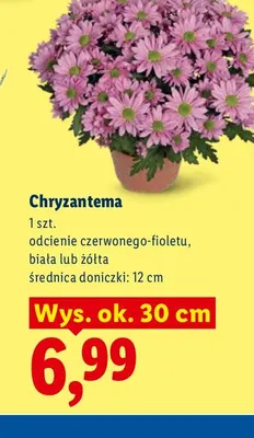 Chryzantema promocja w Lidl