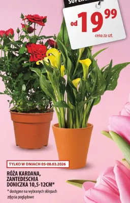Róża kardana, zantedeschia donicza 10,5-12cm promocja w Arhelan
