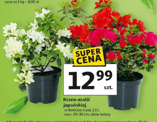 Krzew azalii japońskiej promocja w Auchan