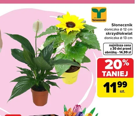 Kwiaty doniczkowe Tomaszewski promocja w Carrefour Market