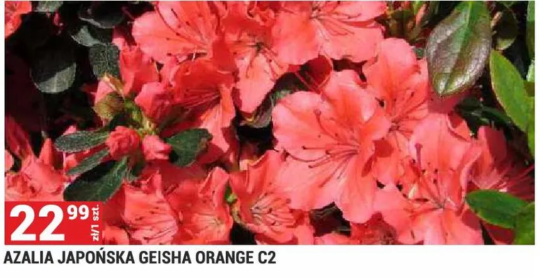 Azalia japońska Geisha Orange C2 promocja w Merkury Market