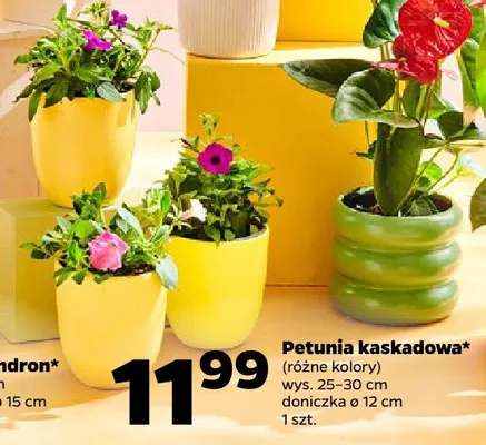 Petunia kaskadowa (różne kolory) promocja w Netto