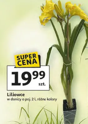 Liliowce różne kolory promocja w Auchan