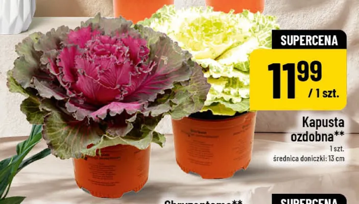Kapusta ozdobna promocja w POLOmarket