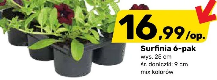 Surfinia 6-pak promocja w Bricomarche