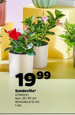 Sundevilla promocja w Netto