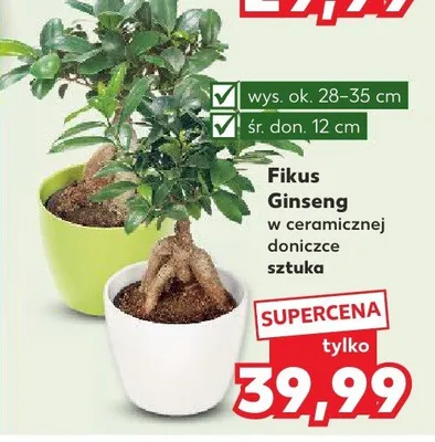 Fikus Ginseng w ceramicznej doniczce sztuka promocja w Kaufland