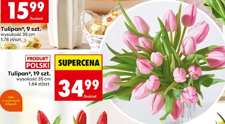 Tulipan promocja w Biedronka