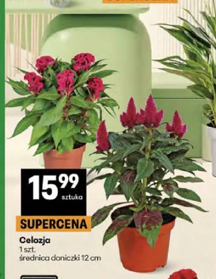 Celozja średnica doniczki 12cm promocja w Delikatesy Centrum