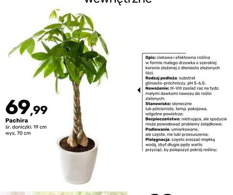 Roślina Pachira promocja w Bricomarche