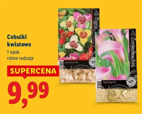 Cebulki kwiatowe różne rodzaje promocja w Lidl