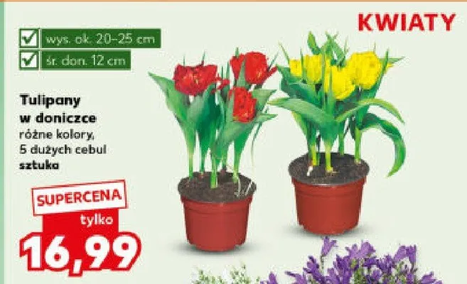 Tulipany w doniczce różne kolory promocja w Kaufland