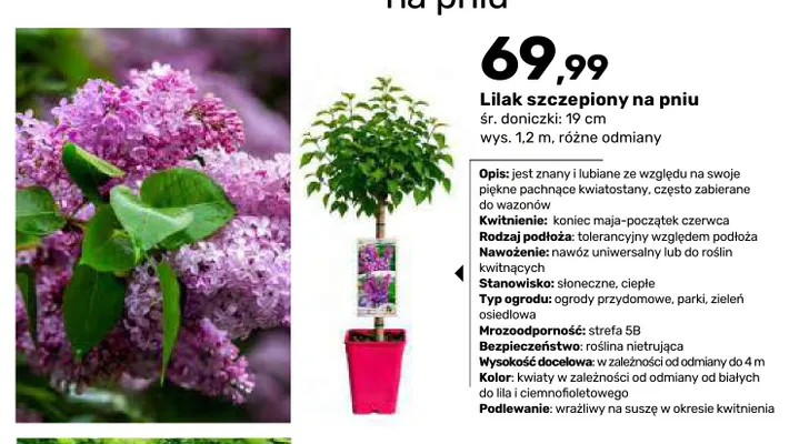 Lilak szczepiony na pniu promocja w Bricomarche