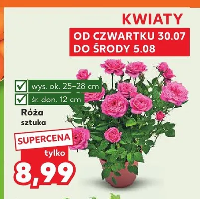 Róża promocja w Kaufland