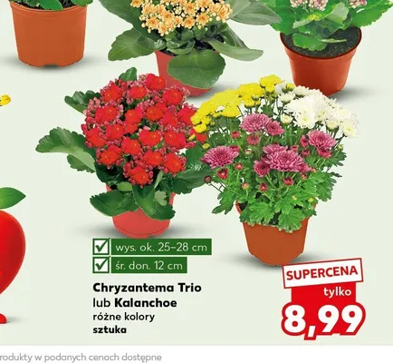 Chryzantema Trio promocja w Kaufland