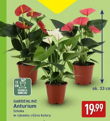Anturium Gardenline promocja w Aldi