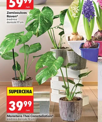 Zamioculcas Raven średnica doniczki 17cm promocja w Biedronka