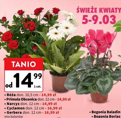 Róża promocja w Intermarche