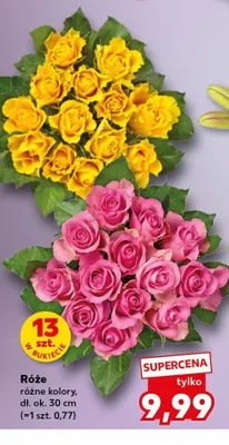 Róże promocja w Kaufland