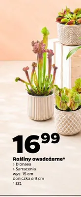Rośliny owadożerne promocja w Netto