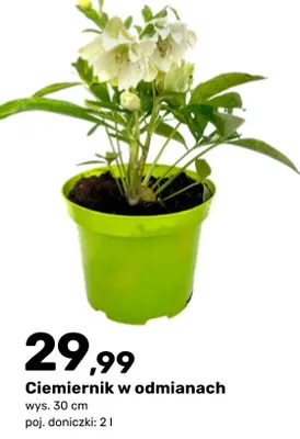 Ciemiernik w odmianach promocja w Bricomarche