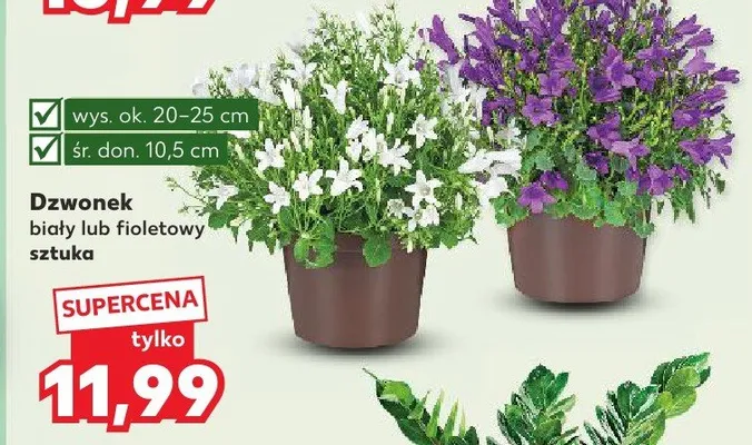 Dzwonek biały lub fioletowy promocja w Kaufland