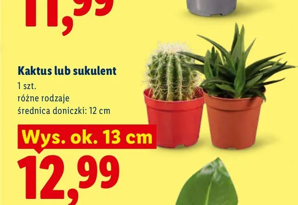 Sukulent promocja w Lidl
