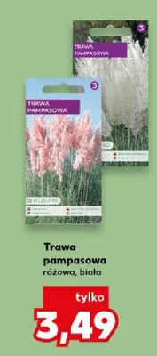 Trawa pampasowa różowa, biała promocja w Kaufland