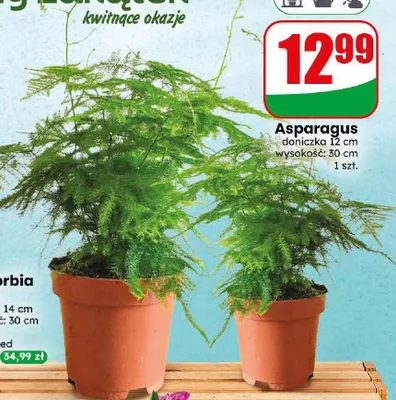 Asparagus doniczka 12 cm wysokość 30 promocja w Dino