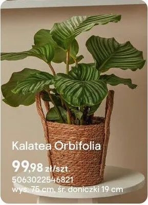 Kalatea Orbifolia promocja w Castorama