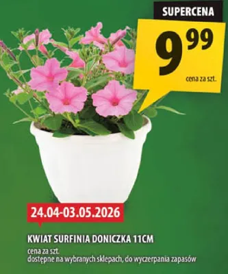 Kwiat surfinia doniczka 11cm promocja w Arhelan