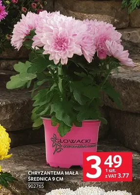 Chryzantema mała średnica 9 cm promocja w Selgros