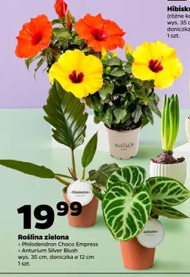 Roślina zielona (różne rodzaje) promocja w Netto