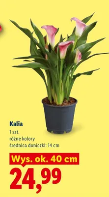 Kalia w doniczce promocja w Lidl
