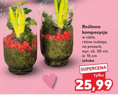 Roślinna kompozycja w szkle, różne rodzaje promocja w Kaufland