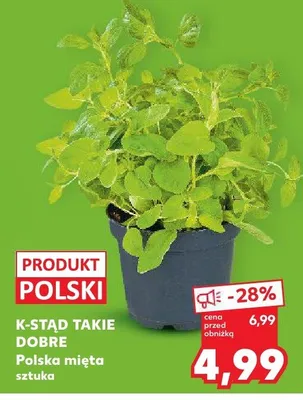 Mięta polska promocja w Kaufland