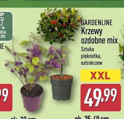 Krzewy ozdobne pięknotka Gardenline promocja w Aldi