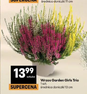 Wrzos Garden Girls Trio promocja w Delikatesy Centrum