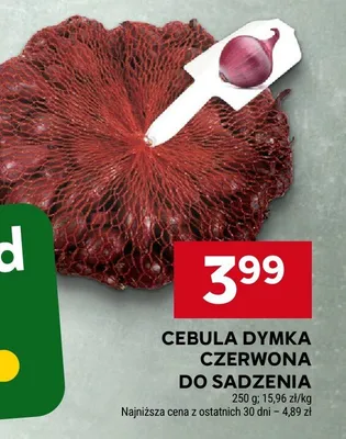 Cebula dymka czerwona do sadzenia promocja w Stokrotka