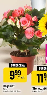 Begonia promocja w POLOmarket