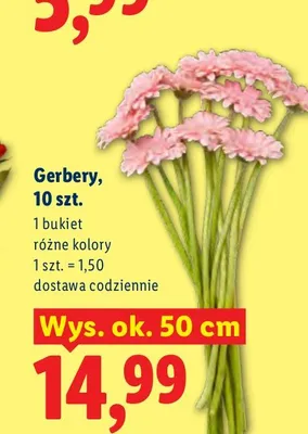Gerbery 10-pak wys. ok. 50 cm promocja w Lidl